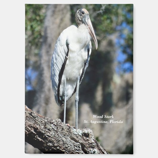 Aimant Stork de bois dans la nature (Recto)