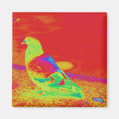 Aimant Strange Pigeon (Devant)