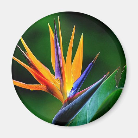 Aimant Strelitzia. Oiseau de fleur de paradis. (Devant)