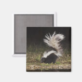 Aimant Stried Skunk, Mephitis mephitis (Recto/Verso)