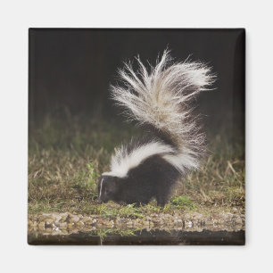 Aimant Stried Skunk, Mephitis mephitis