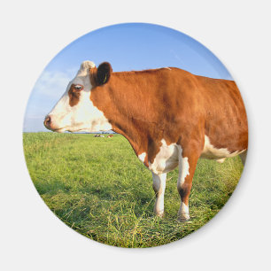 Aimant Strong Friesian cow