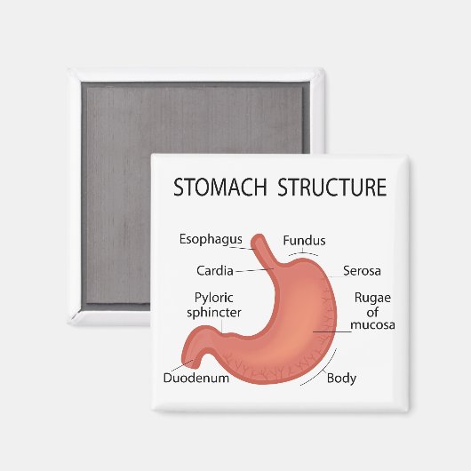 Aimant Structure de l'estomac (Recto/Verso)