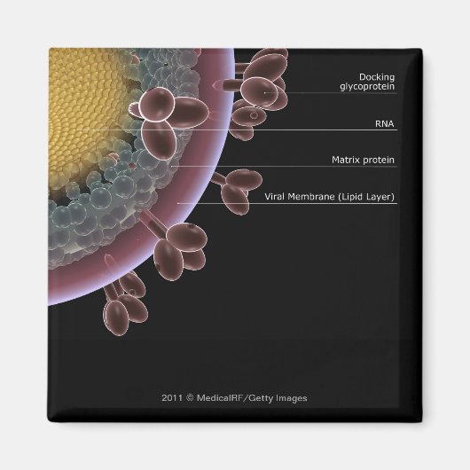 Aimant Structure d'une cellule VIH (Devant)