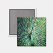 Aimant Strut Peacock (Recto/Verso)