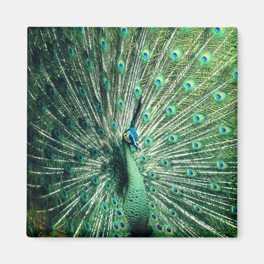 Aimant Strut Peacock (Devant)