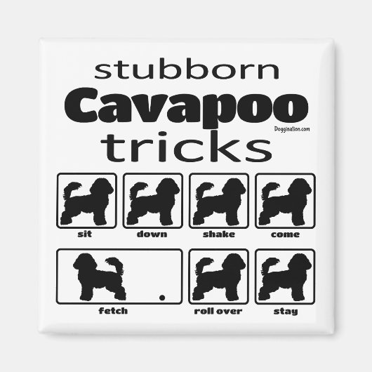 Aimant Stubborn Cavapoo Tricks (Devant)