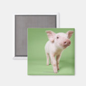 Aimant Studio Cut Out of a Piglet (Recto/Verso)