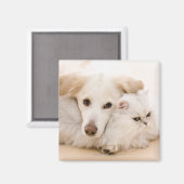 Aimant Studio photo de chat et chien (Recto/Verso)