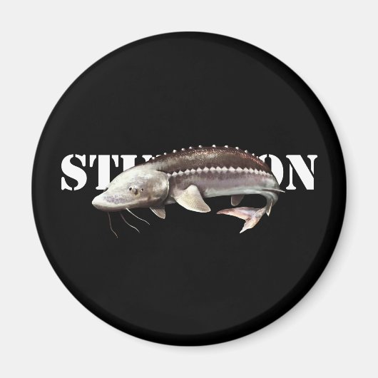 Aimant Sturgeon (Devant)