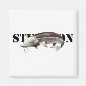 Aimant Sturgeon (Devant)