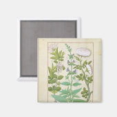 Aimant Succès de miel, Sage et Rose (Recto/Verso)