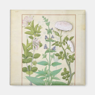 Aimant Succès de miel, Sage et Rose