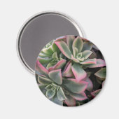Aimant Succulent (Recto/Verso)