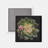 Aimant Succulent (Recto/Verso)