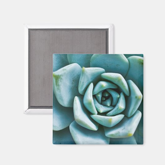 Aimant Succulent (Recto/Verso)