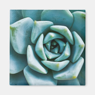 Aimant Succulent