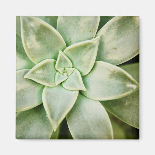 Aimant Succulent de ressort