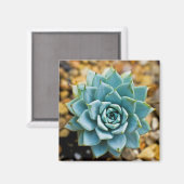 Aimant Succulente (Recto/Verso)