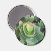 Aimant #succulentes à la serre. (Recto/Verso)