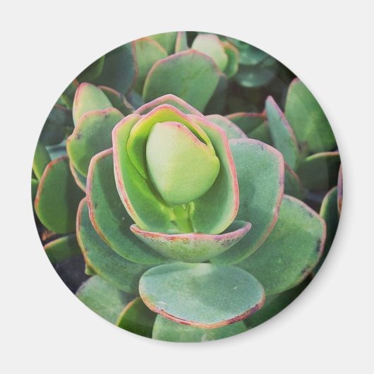 Aimant #succulentes à la serre. (Devant)