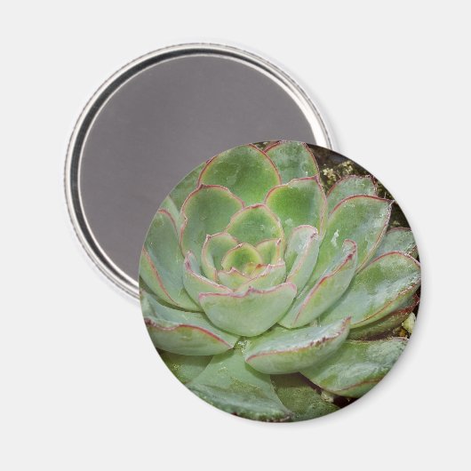 Aimant Succulents (Recto/Verso)