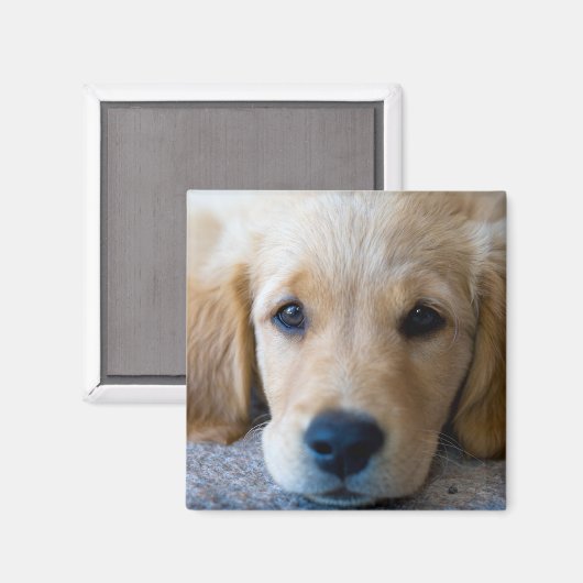 Aimant Sucré, chiot doux (Recto/Verso)