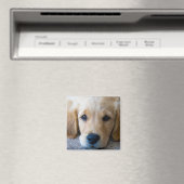 Aimant Sucré, chiot doux (In Situ (Lave-vaisselle))