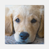 Aimant Sucré, chiot doux (Devant)