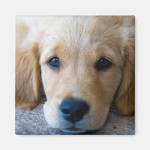 Aimant Sucré, chiot doux