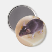 Aimant suisse à la souris au fromage (Recto/Verso)