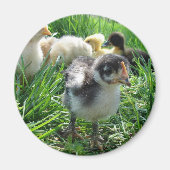 Aimant Suivez Le Leader (Devant)