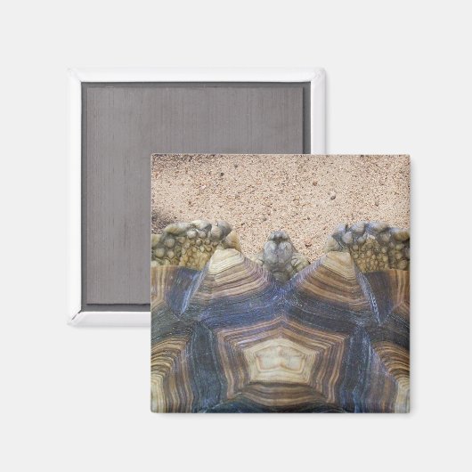 Aimant Sulcata Tortoise et Sable (Recto/Verso)