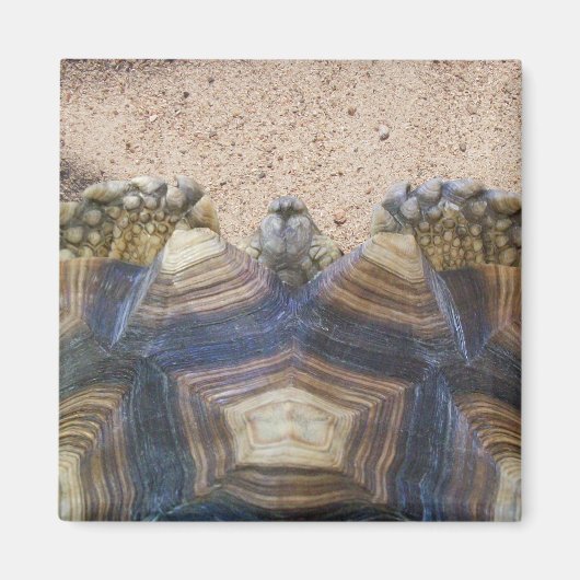Aimant Sulcata Tortoise et Sable (Devant)