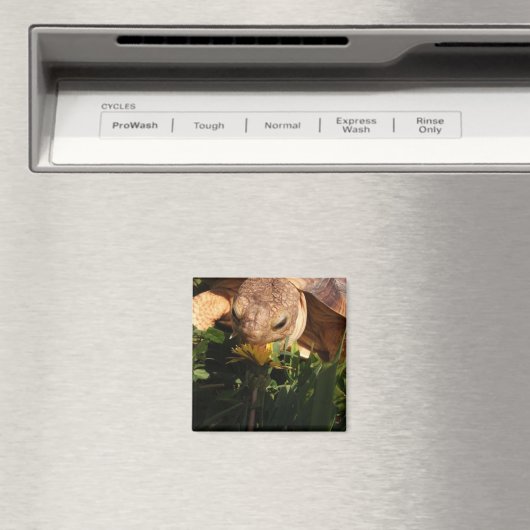 Aimant Sulcata Tortoise mord Dandelion dans l'aimant en h (In Situ (Lave-vaisselle))