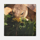 Aimant Sulcata Tortoise mord Dandelion dans l'aimant en h (Devant)