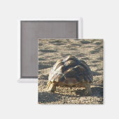 Aimant Sulcata, Tortue purée africaine, Marche dans le sa (Recto/Verso)