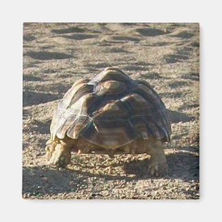 Aimant Sulcata, Tortue purée africaine, Marche dans le sa