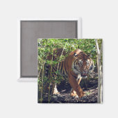 Aimant Sumatran Tiger (Recto/Verso)