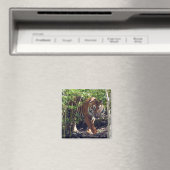 Aimant Sumatran Tiger (In Situ (Lave-vaisselle))