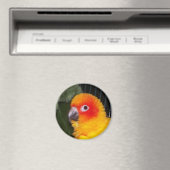 Aimant Sun Conure (In Situ (Lave-vaisselle))