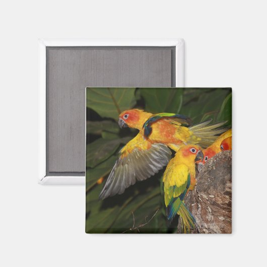 Aimant Sun Conures (Recto/Verso)