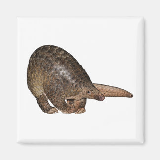 Aimant Sunda Pangolin