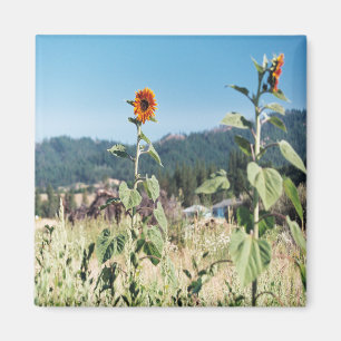 Aimant Sunflowers d'été.......