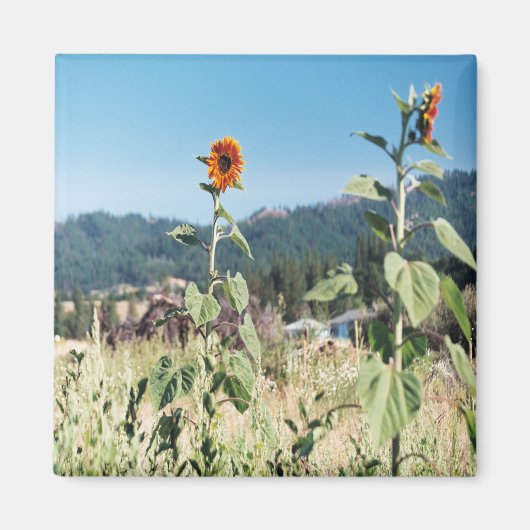 Aimant Sunflowers d'été....... (Devant)