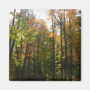 Aimant Sunlit Fall Forest Paysage d'automne