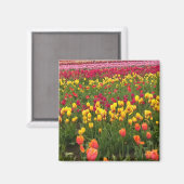 Aimant Superbe champ de tulipes, Oregon (Recto/Verso)