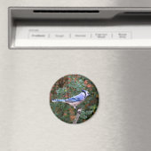 Aimant Superbe Jay Bleu (In Situ (Lave-vaisselle))