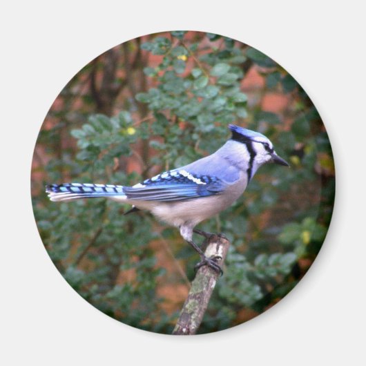 Aimant Superbe Jay Bleu (Devant)