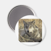 Aimant Superbe loup gris (Recto/Verso)